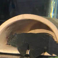 ماهی لجنخوار ال۵۹