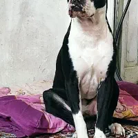 واگذاری سگ پیتبول
