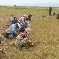 زیره تازه خراسان