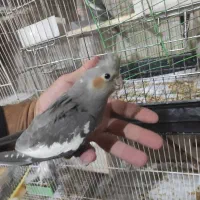 چهارتا جوجه عروس دونخور شده