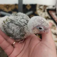 ۴عدد جوجه گرینچیگ رد با قرمزی بالا