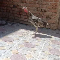بوقلمون سالم