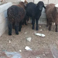 چهار راس بره