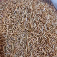 کرم خشک شده میلورم