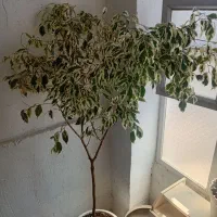 بنجامین ابلق بزرگ و گل یشم بن سای تنه قطور