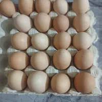 تغذیه سالم زندگی شاد