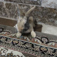 خرگوش|موش و خرگوش|سیرجان, |دیوار