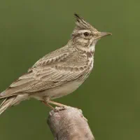 سهره قناری