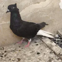 کبوتر اشعل