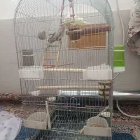 یک جفت عروس هلندی با تمام وسایل