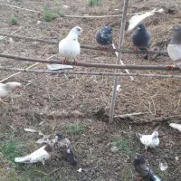 کبوتر پرشی
