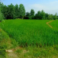 فروش زمین و شالیزار همراه 2 چاه آب