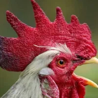 خروس