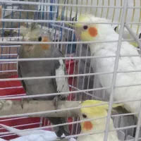 عروس هلندی لوتینو