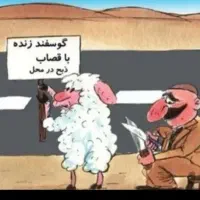 فروش گوسفند زنده