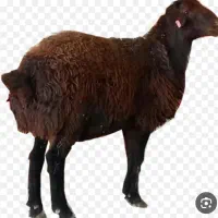 بره و کاوه و قوچ نر