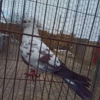 کفتر