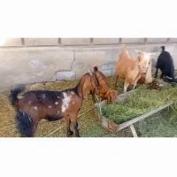 بز وکهره