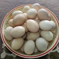 تخم مرغ محلی نطفه دار تازه