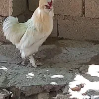 خروس