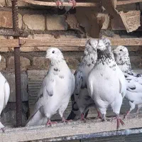 فروش پرنده