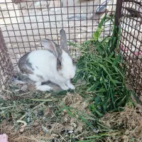خرگوش خانگی جنسیت نر