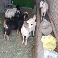 5 راس چپش نر دورگ نژدی و یک راس بز جوان چاق