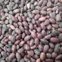 لوبیا|عمده‌فروشی|بزینه رود, |دیوار