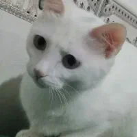 گربه خانگی قیمت دو تومن