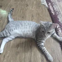 گربه بازیگوش و مهربون