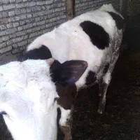 گوساله|حیوانات مزرعه|جلین, |دیوار
