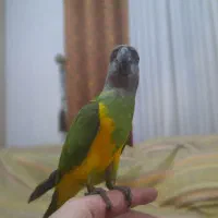 طوطی سنگال زیبا باهوش