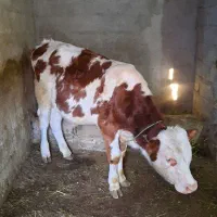 گوساله نر