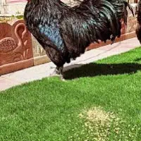 خروس سیاه
