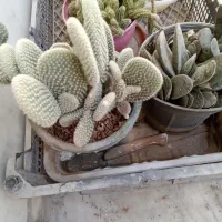 گل کاکتوس توپی خیلی زیبا