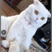 گربه|گربه|قم, حمام تالار|دیوار