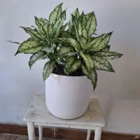 گل بونسای خرفه یشم آگلونما گلدان سفالی