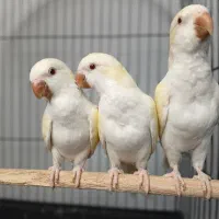 راهب گرینچیک خورشیدی