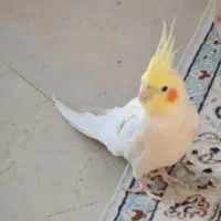 عروس هلندی گمشده سجادشهر