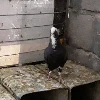 نر پلنگ