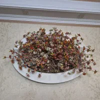 تابلوی شکوفه بهاری