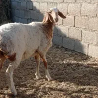 بره|حیوانات مزرعه|زیرکوه, |دیوار