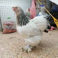 برهما لایت گریدA