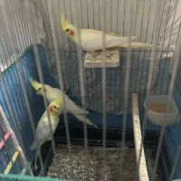 عروس هلندی