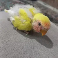 طوطی کوتوله سرلاکی