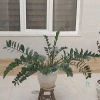 خانه