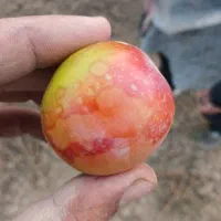باغ فروشی وزمین درخت الو موریتانی وشاابیون