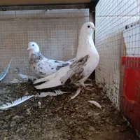 کبوتر کفتر.سرور