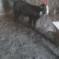 ۱راس بز