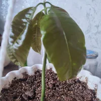 گل انبه